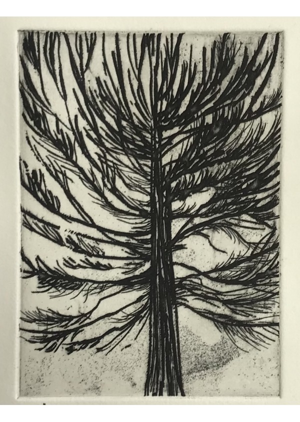 Araucaria