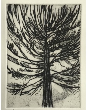 Araucaria