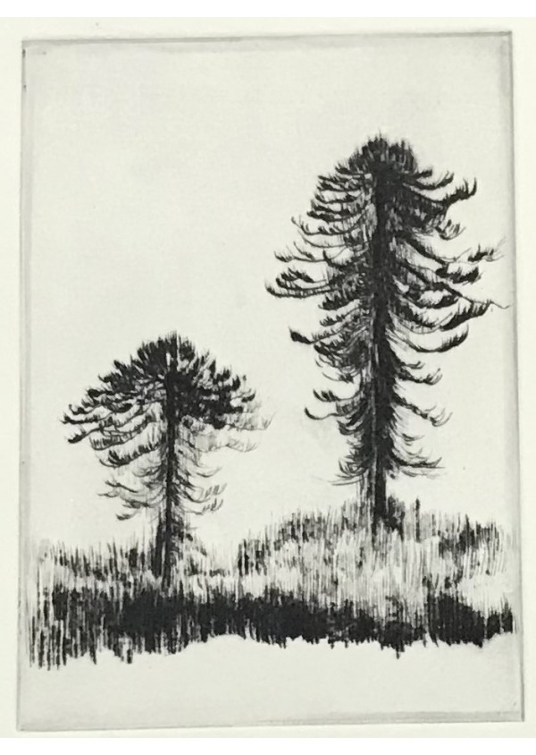 Araucarias
