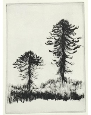 Araucarias